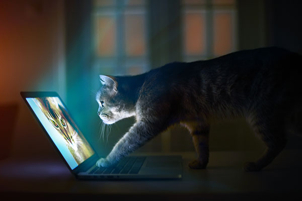 Cat Enjoying the Power of Video Editing on Computer
